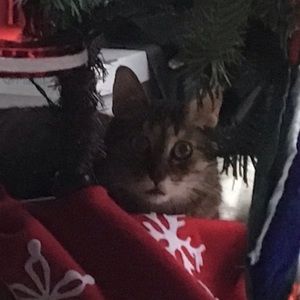 Meet your Posher, Ginny